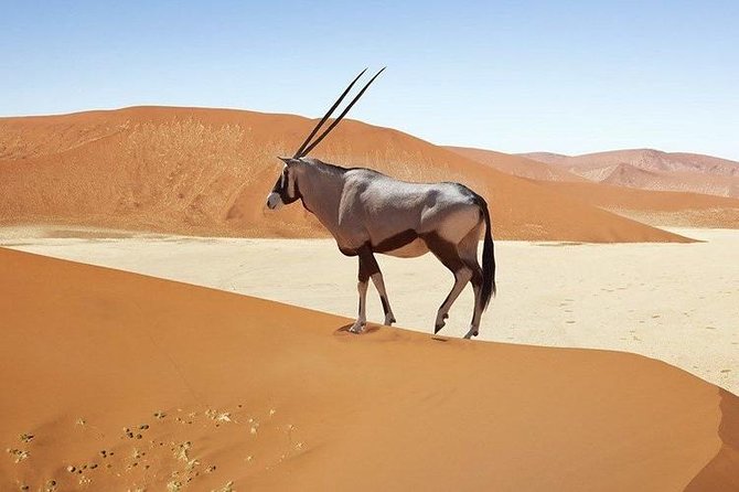 06 Days Etosha, Swakopmund and Sossusvlei | Guided Lodge - Day 4: Walvis Bay, Kuiseb Pass, and Solitaire