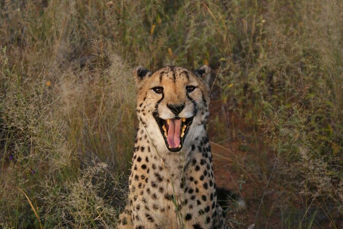 10 Day Discover Namibia Small Group Safari - Day 5: Swakopmund is your pressure-release day