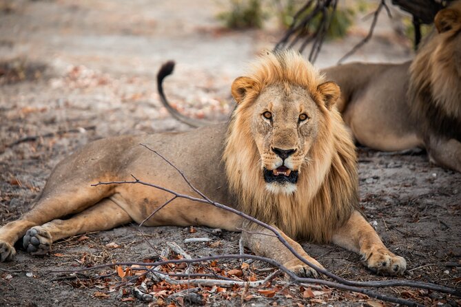 10 Day Discover Namibia Small Group Safari - Days 8 and 9: Etosha puts the safari into focus