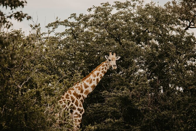 10 Day Discover Namibia Small Group Safari - Day 10: Onguma and the return to Windhoek