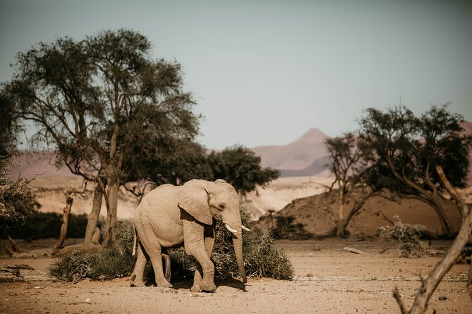 10 Day Discover Namibia Small Group Safari - Day 1: Windhoek gives you room to settle in