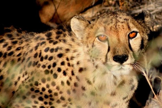 10-Day Namibia Highlights Guided Tour from Windhoek - Day 1: Spreetshoogte Pass and Solitaire