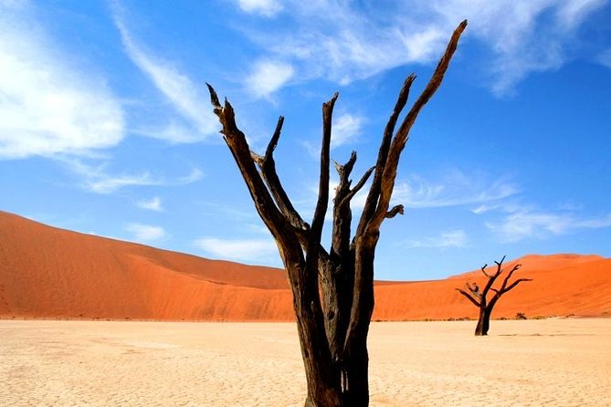 10-Day Namibia Highlights Guided Tour from Windhoek - Day 7: Entering Etosha National Park