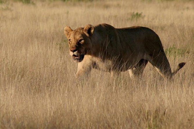 10-Day Namibia Highlights Guided Tour from Windhoek - Day 2: Sossusvlei, Dune 45, Big Daddy, and Deadvlei