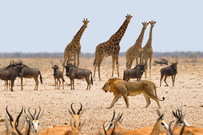 10 DAYS BEAUTY OF NAMIBIA | Guided Lodge - Day 4: Otjikandero and Twyfelfontein