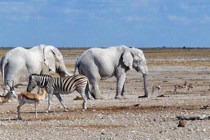 10 DAYS BEAUTY OF NAMIBIA | Guided Lodge - Day 5: Swakopmund and the Zeila Shipwreck