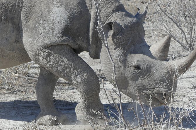 10 Namibia Adventures - Brandberg and the White Lady painting