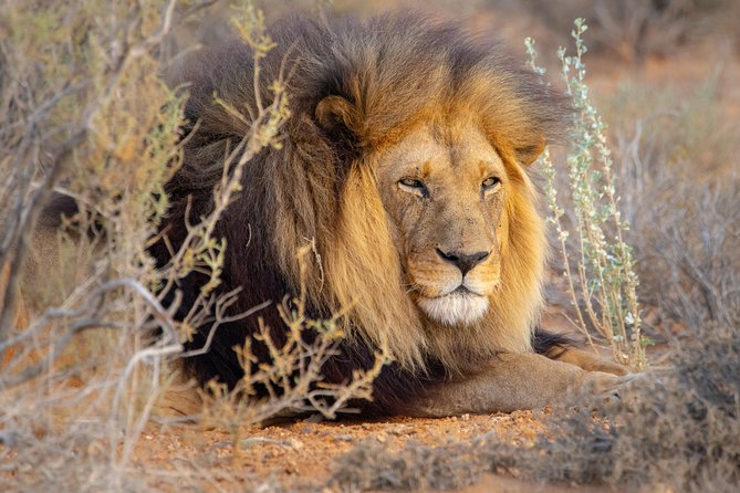 10 Namibia Adventures - Two nights searching for wildlife in Etosha