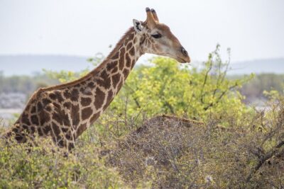 12 Day Classic Namibia Camping Safari