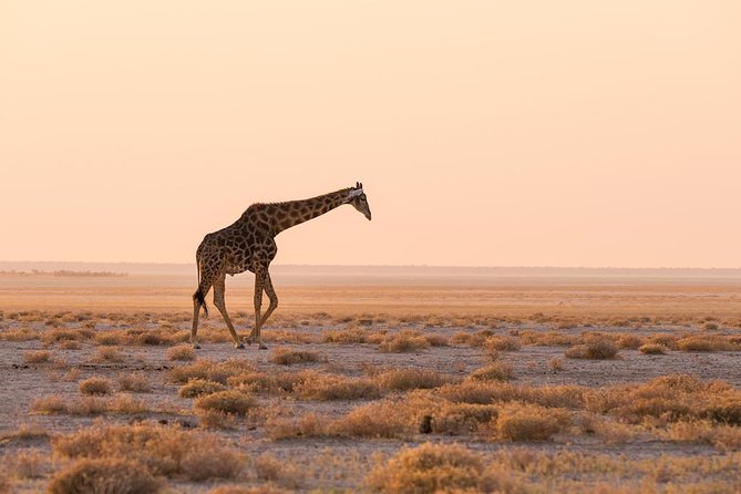 12 Days Guided Namibia In Plus | Guided Lodge - Why this route works for a first Namibia trip