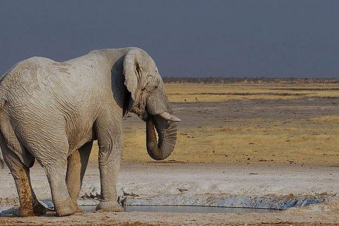 12 Days Guided Namibia In Plus | Guided Lodge - Days 2 and 3: Etosha Pan and serious wildlife time