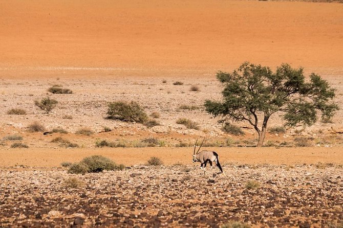 12 Days Tour Namibia In Plus | Self Drive Lodge - Key points to know before booking