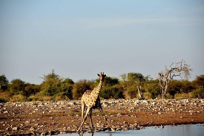 12 Days Tour Namibia In Plus | Self Drive Lodge - Days 3 and 4: Meeting the Himba and learning from the Damara
