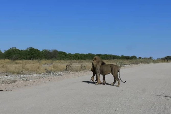 12 Days Tour Namibia In Plus | Self Drive Lodge - Day 11: The Kalahari and Quiver Tree Forest
