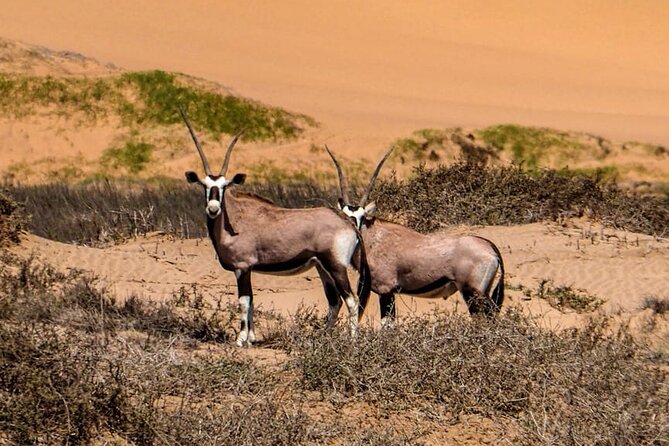 2 Day Scenic Sossusvlei Adventure Tour in Namibia - Deadvlei: the hardest walk and the best payoff