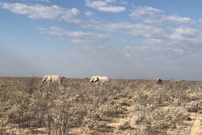 2 Days Etosha Safari Guided Tour - Key points at a glance