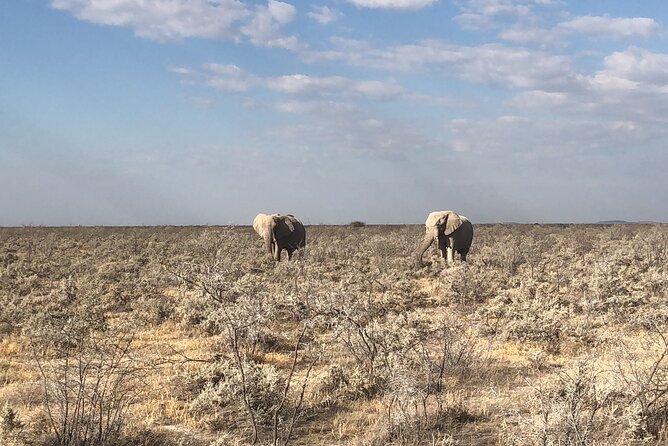 2 Days Etosha Safari Guided Tour - Why this short Etosha trip makes sense