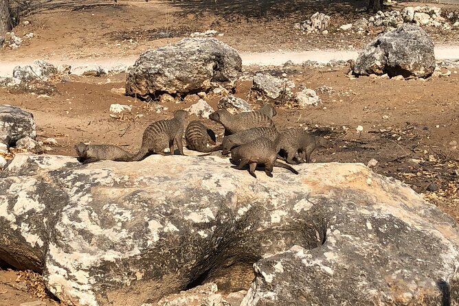 2 Days Etosha Safari Guided Tour - Five hours inside Etosha National Park