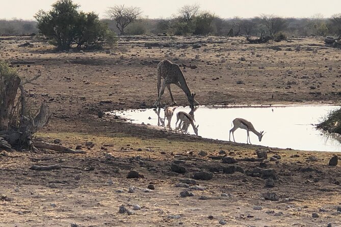 2 Days Etosha Safari Guided Tour - What the private guide adds