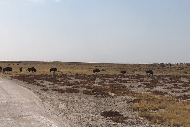 2 Days Etosha Safari Guided Tour - Meals, equipment, and extra costs