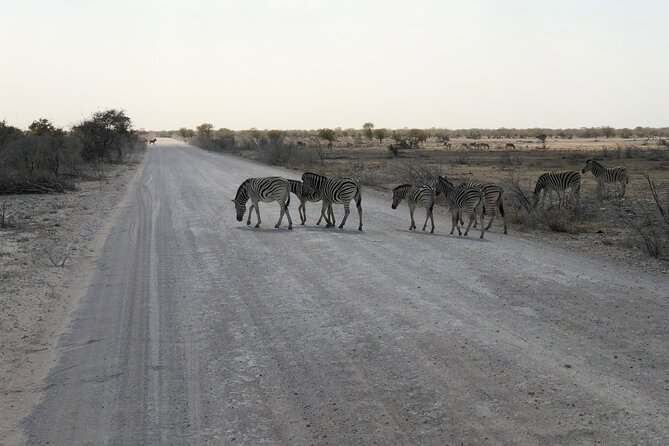 2 Days Etosha Safari Guided Tour - Who should book this safari?