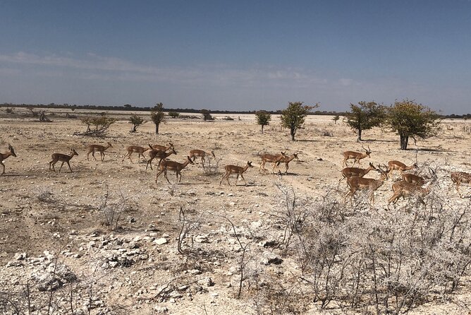 2 Days Etosha Safari Guided Tour - Practical questions to ask before booking