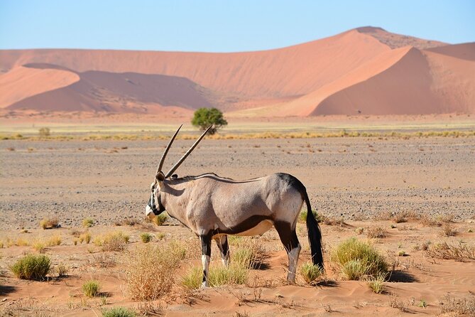 2 Days Guided Tour in Sossusvlei and Sandwich Harbor - Dune 45, the first taste of Sossusvlei