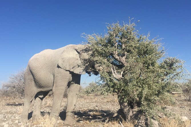 3 Day Camping tour at Etosha National Park - What the $850 Etosha safari really gives you
