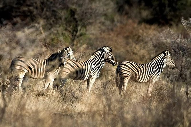 3 Day Camping tour at Etosha National Park - Day 3: returning to Windhoek