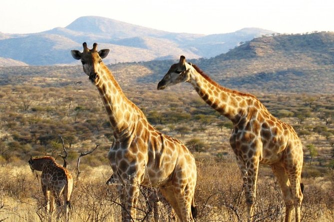 3 Day Camping tour at Etosha National Park - How the private guide changes the experience