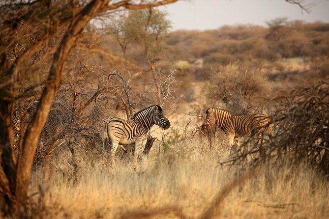 3 Day Camping tour at Etosha National Park - Day 1: the long road to Okaukuejo