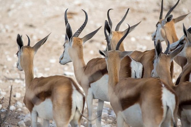 3 Day Etosha Budget Camping Safari - Day one, from Swakopmund to Etosha