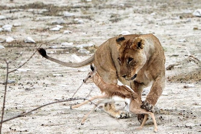 3 Day Etosha Budget Camping Safari - Camping in Etosha, what it is really like