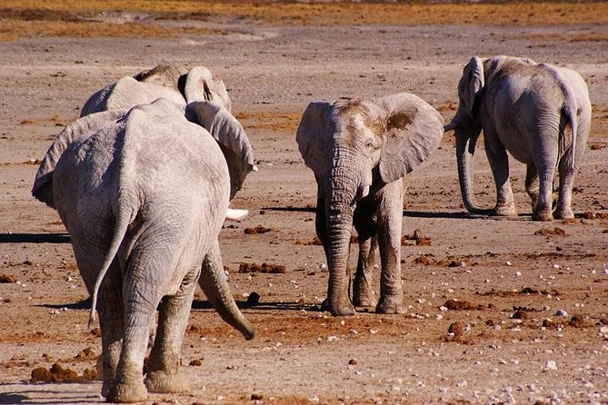 3 Day Etosha Budget Camping Safari - Day three, wildlife, wood carvings, and Windhoek