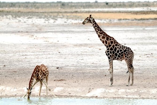 3 Day Etosha Budget Camping Safari - Who should book this safari?