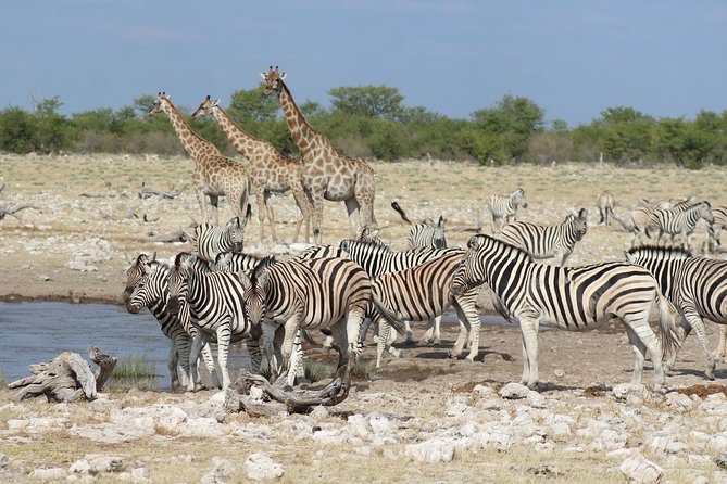 3 Day Etosha Private Guided Safari - Key things to know before booking