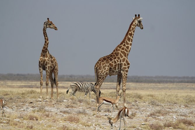 3 Day Etosha Private Guided Safari - Why a private Etosha safari can be worth the price