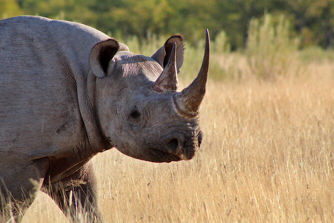 3 Day Etosha Private Guided Safari - Day 2: Waterholes, predators, and a full park day