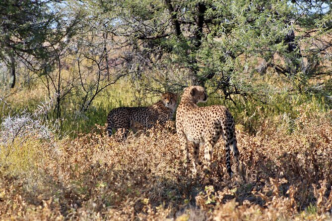 3 Day Etosha Private Guided Safari - Day 3: Okahandja’s woodcarving market