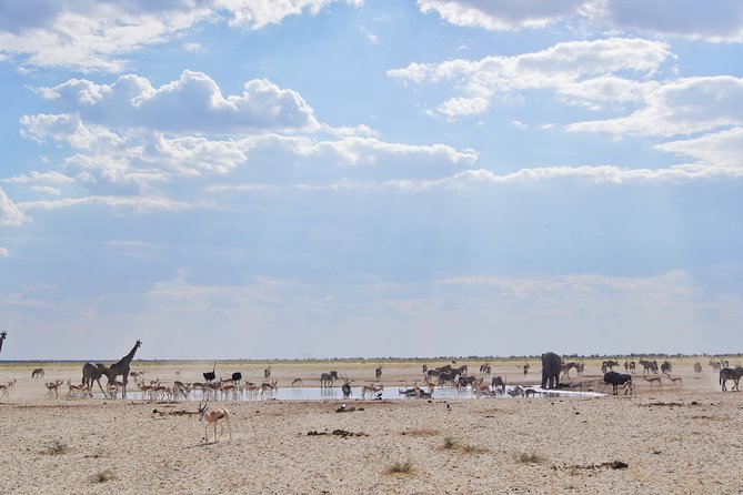 3 Day Etosha Private Guided Safari - What the private vehicle and guide mean in practice