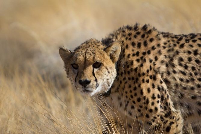 3-Day Sossusvlei Express Accommodated Safari from Swakopmund - Deadvlei: The Main Event on Day Two