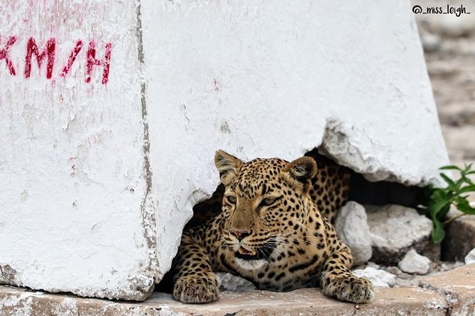 4-Day Etosha And Swakopmund Accommodated Adventure from Windhoek - Etosha’s salt pan and a full day of wildlife
