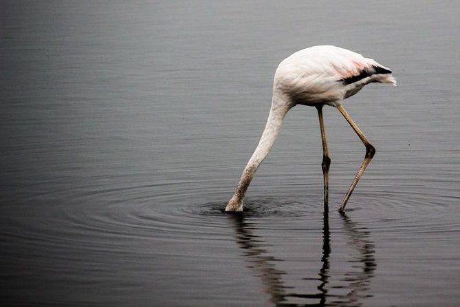 4-Day Etosha And Swakopmund Accommodated Adventure from Windhoek - What the $1,298.66 price really covers
