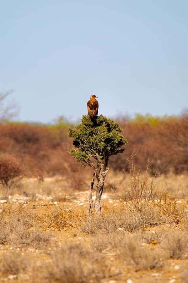 4 day Sossusvlei and Swakopmund Lodging - Day 2: Dune 45, Dead Vlei, and Sesriem Canyon
