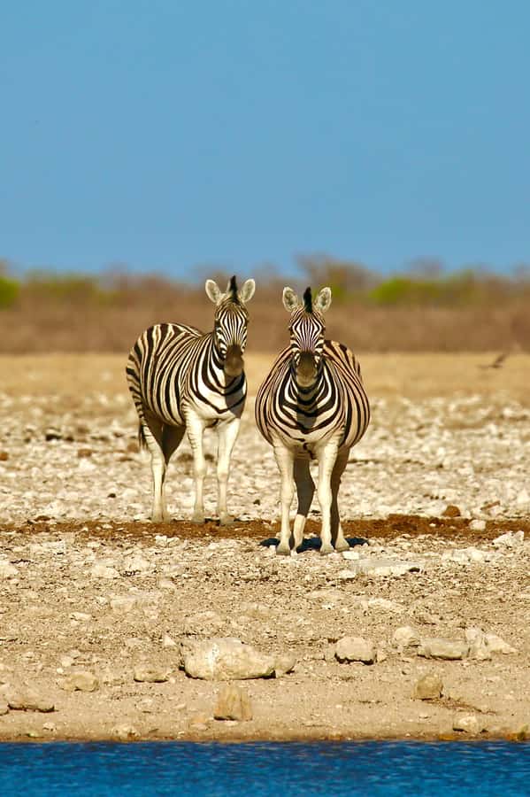5 days Sossusvlei, Swakopmund and Spitzkoppe Camping - Key points to know before booking