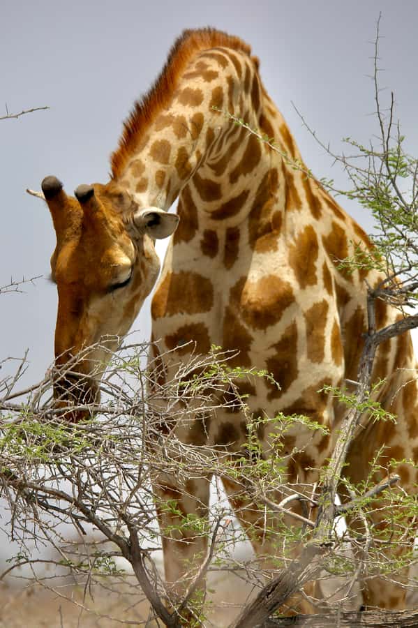 5 days Sossusvlei, Swakopmund and Spitzkoppe Camping - Is $1,400 per person fair?