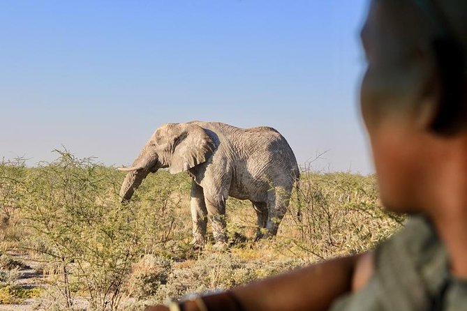 6-Day Dunes and Wildlife Accommodated Safari from Windhoek - Day 3: Damaraland, local communities, and the Zeila wreck