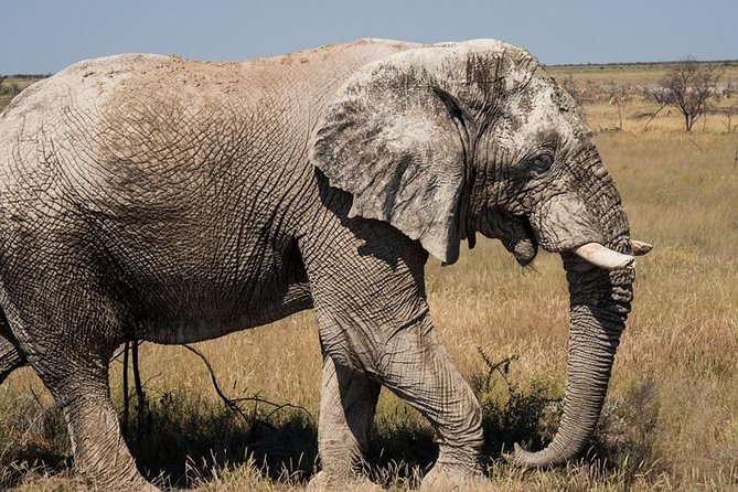 6-Day Dunes and Wildlife Accommodated Safari from Windhoek - Day 2: Etosha Pan, predators, and Okaukuejo