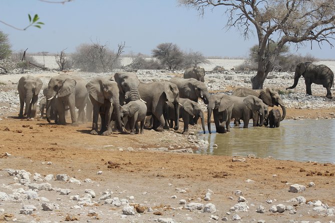 6 Day Private Guided Accommodated Namibian Loop - Day 1: From Windhoek to Etosha’s Andersson Gate