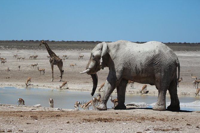 6 Day Private Guided Accommodated Namibian Loop - Day 6: A final desert morning and return to Windhoek
